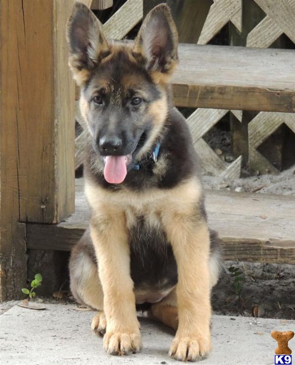 Puppies in Tampa